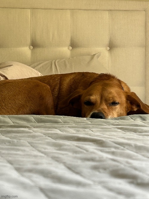 Goober :3 | made w/ Imgflip meme maker