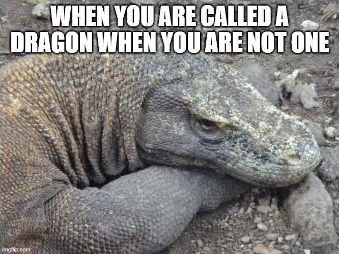 when you are called a dragon when you not even a dragon | WHEN YOU ARE CALLED A DRAGON WHEN YOU ARE NOT ONE | image tagged in sad komodo dragon | made w/ Imgflip meme maker