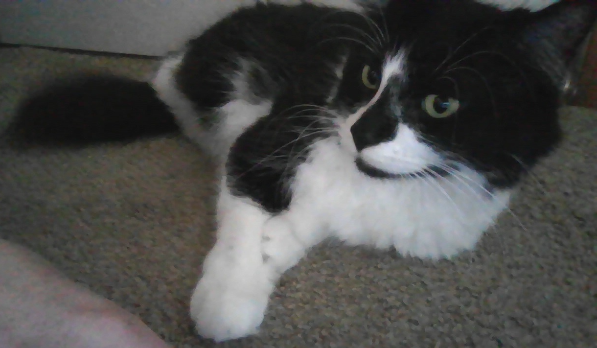 High Quality fluffy tuxedo cat Blank Meme Template