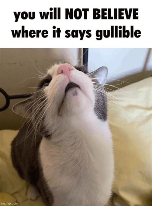 you will not believe where it says gullible | image tagged in you will not believe where it says gullible | made w/ Imgflip meme maker