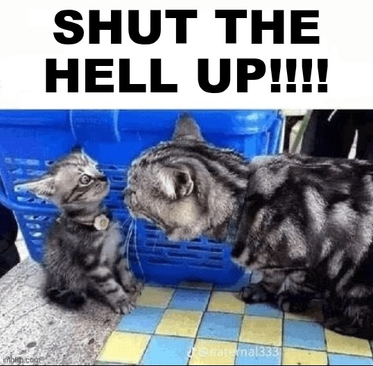 Cat yelling to a kitten | SHUT THE HELL UP!!!! | image tagged in cat yelling to a kitten | made w/ Imgflip meme maker