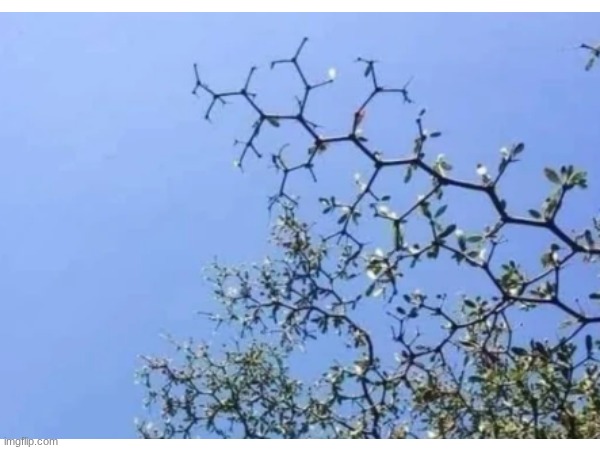 chemistree | image tagged in science,puns | made w/ Imgflip meme maker