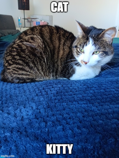 my cat | CAT; KITTY | image tagged in cat | made w/ Imgflip meme maker