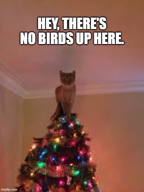 Cat on top of tree wants to know where the birds are.  --  funny  -- | HEY, THERE'S NO BIRDS UP HERE. | image tagged in cats,funny,kitten,humor,tree,birds | made w/ Imgflip meme maker