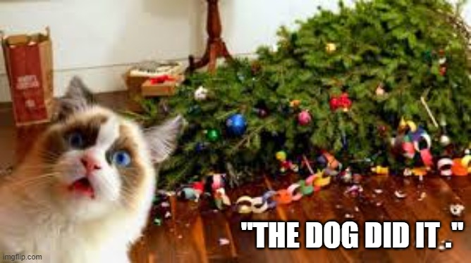 Cat blames "the dog" on the knocked down tree.  --  funny  -- | "THE DOG DID IT ." | image tagged in cat,funny,kittens,humor,tree,blame | made w/ Imgflip meme maker