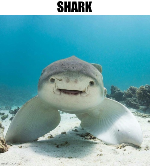 I don't know how people hate sharks. Like I get it with great whites but like leopard sharks are cuties <3 | SHARK | made w/ Imgflip meme maker