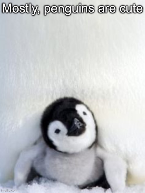 Cute Penguin | Mostly, penguins are cute | image tagged in cute penguin | made w/ Imgflip meme maker