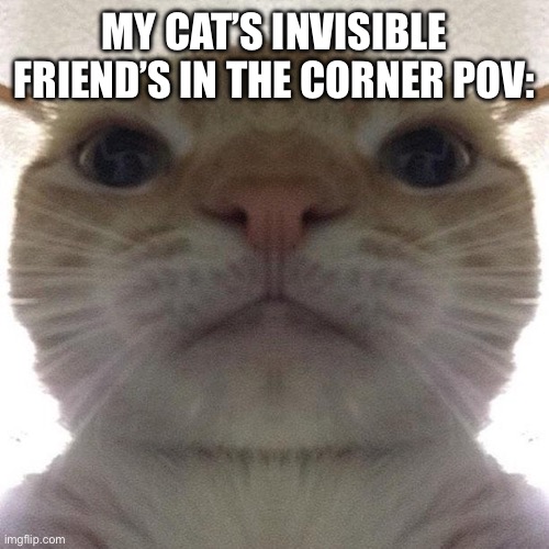 Staring Cat/Gusic | MY CAT’S INVISIBLE FRIEND’S IN THE CORNER POV: | image tagged in staring cat/gusic | made w/ Imgflip meme maker