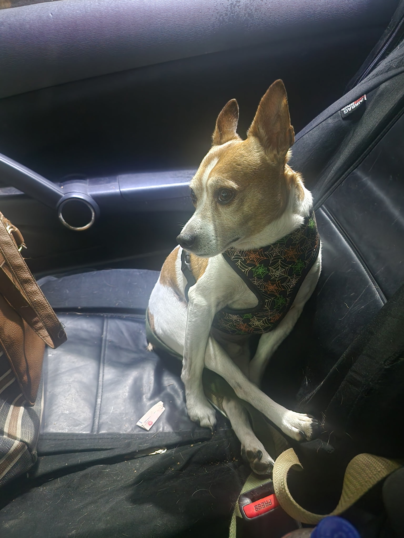 Sitting pretty Blank Meme Template