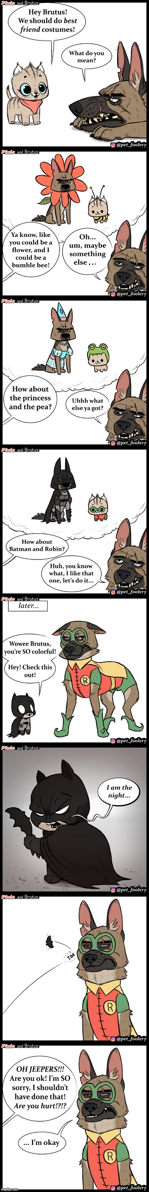 image tagged in cat,dog,costumes,batman,robin,batman and robin | made w/ Imgflip meme maker