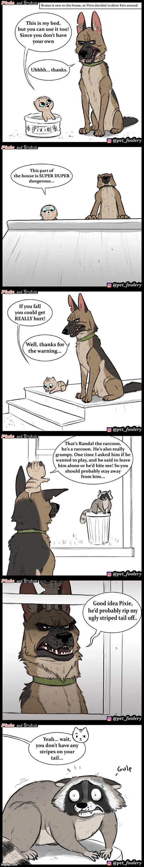 image tagged in cat,dog,bed,stairs,racoon,scared | made w/ Imgflip meme maker