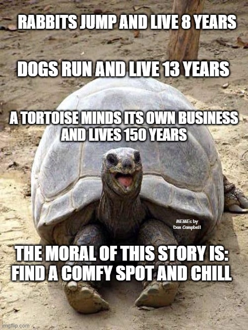 Smiling happy excited tortoise | RABBITS JUMP AND LIVE 8 YEARS; DOGS RUN AND LIVE 13 YEARS; A TORTOISE MINDS ITS OWN BUSINESS
AND LIVES 150 YEARS; MEMEs by Dan Campbell; THE MORAL OF THIS STORY IS:
FIND A COMFY SPOT AND CHILL | image tagged in smiling happy excited tortoise | made w/ Imgflip meme maker