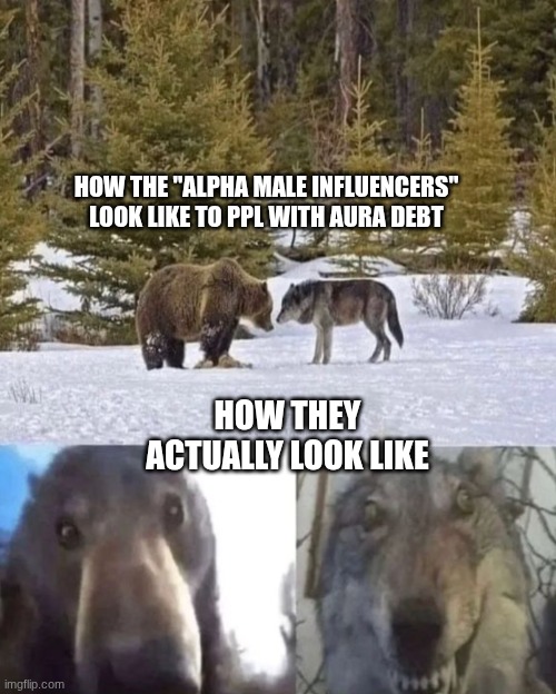 Image Title | HOW THE "ALPHA MALE INFLUENCERS" LOOK LIKE TO PPL WITH AURA DEBT; HOW THEY ACTUALLY LOOK LIKE | image tagged in bear vs wolf,funny,relatable,alpha male influencers,sigma males,idiots | made w/ Imgflip meme maker