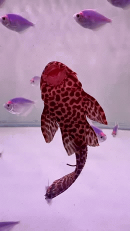 Fishious Rend Gif Animated GIF - Imgflip