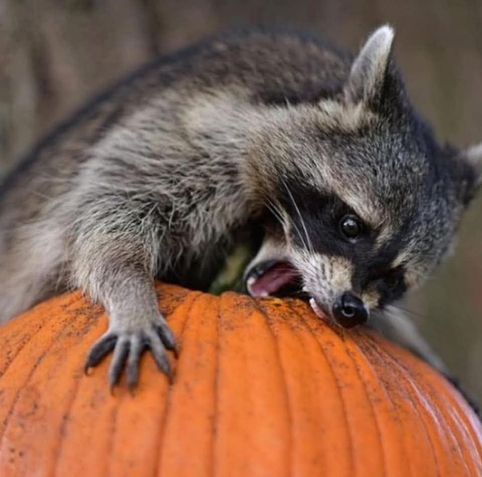 Hungry Racoon Blank Meme Template