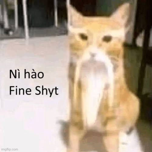 Ni hao my n-words | image tagged in memes,shitpost,cat,chinese | made w/ Imgflip meme maker