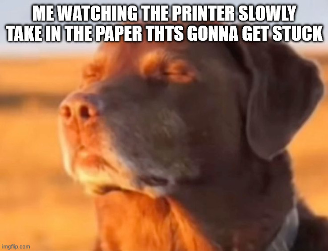 Let me know dog | ME WATCHING THE PRINTER SLOWLY TAKE IN THE PAPER THTS GONNA GET STUCK | image tagged in let me know dog | made w/ Imgflip meme maker