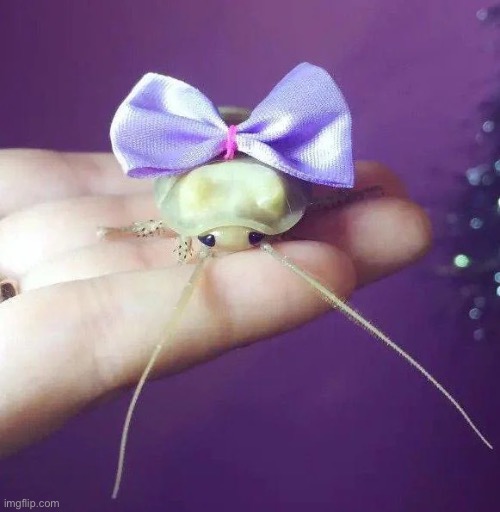 Would you accept the wunk of kindred friendship? | image tagged in memes,shitpost,wunkus,friendship,rpg item | made w/ Imgflip meme maker