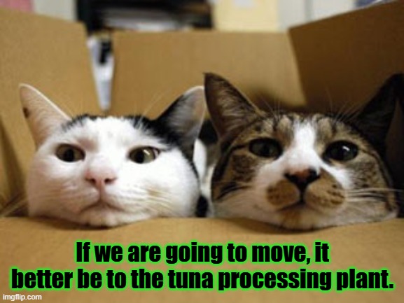Moving Cats | If we are going to move, it better be to the tuna processing plant. | image tagged in moving cats | made w/ Imgflip meme maker