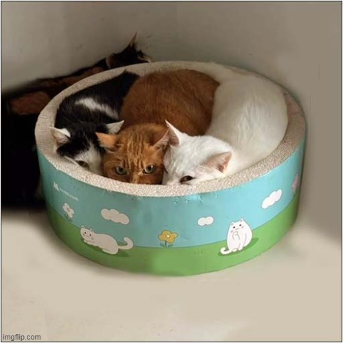 You Are Being Watched ! | image tagged in cats,basket,watching | made w/ Imgflip meme maker