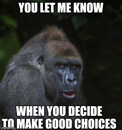 Figure it out before we all die, OK? | YOU LET ME KNOW; WHEN YOU DECIDE TO MAKE GOOD CHOICES | image tagged in memes,gorilla,good choices,clinate change,human stupidity,there seems to be no sign of intelligent life anywhere | made w/ Imgflip meme maker