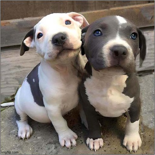 Hello There | image tagged in dogs,puppies,hello there,irresistible | made w/ Imgflip meme maker