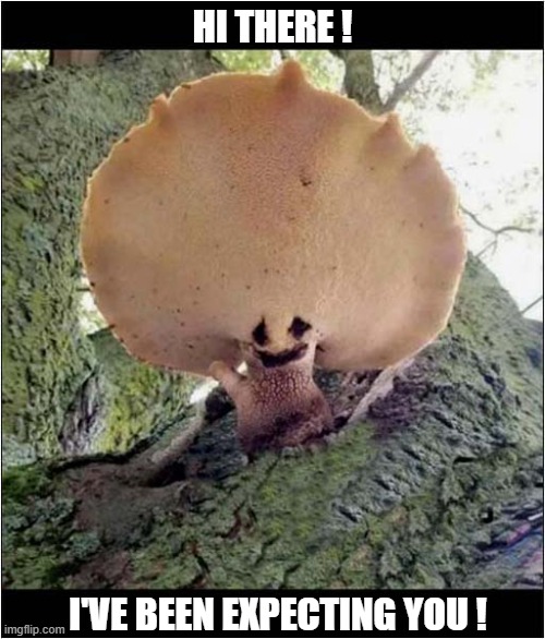A Friendly Fungi | HI THERE ! I'VE BEEN EXPECTING YOU ! | image tagged in fungi,hello there,expected | made w/ Imgflip meme maker