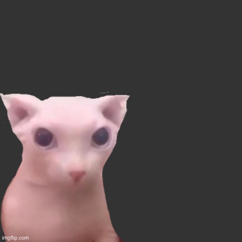 bingus | image tagged in bingus | made w/ Imgflip meme maker