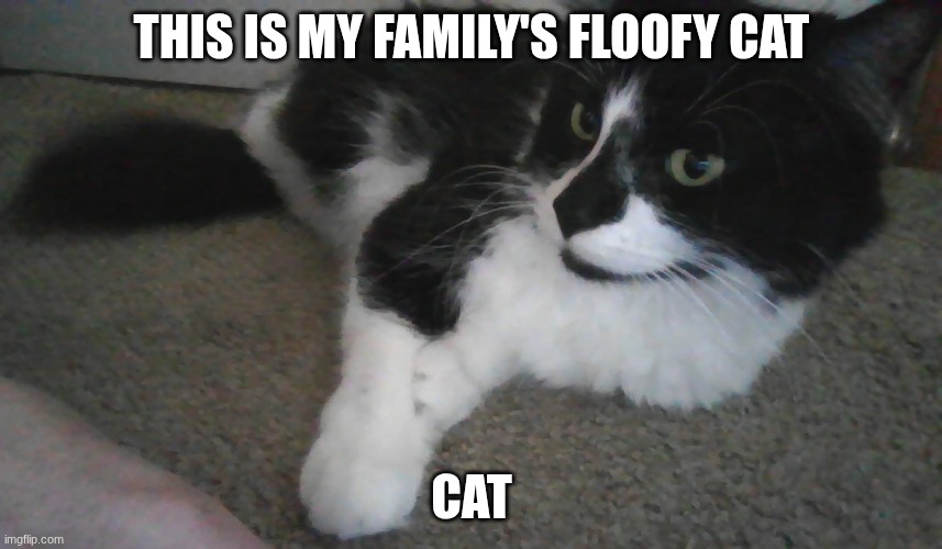 I hope you enjoy cat | THIS IS MY FAMILY'S FLOOFY CAT; CAT | image tagged in fluffy tuxedo cat | made w/ Imgflip meme maker