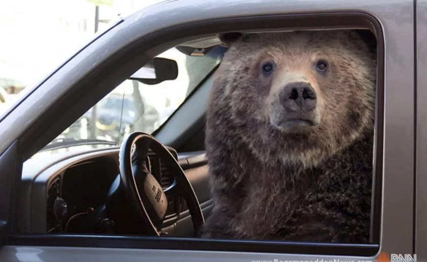 Bear driving a car Blank Meme Template