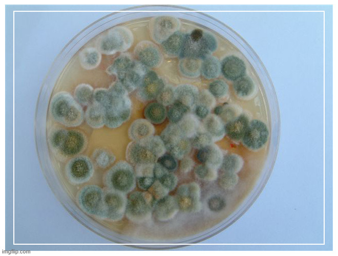 petri dish full | image tagged in petri dish full | made w/ Imgflip meme maker