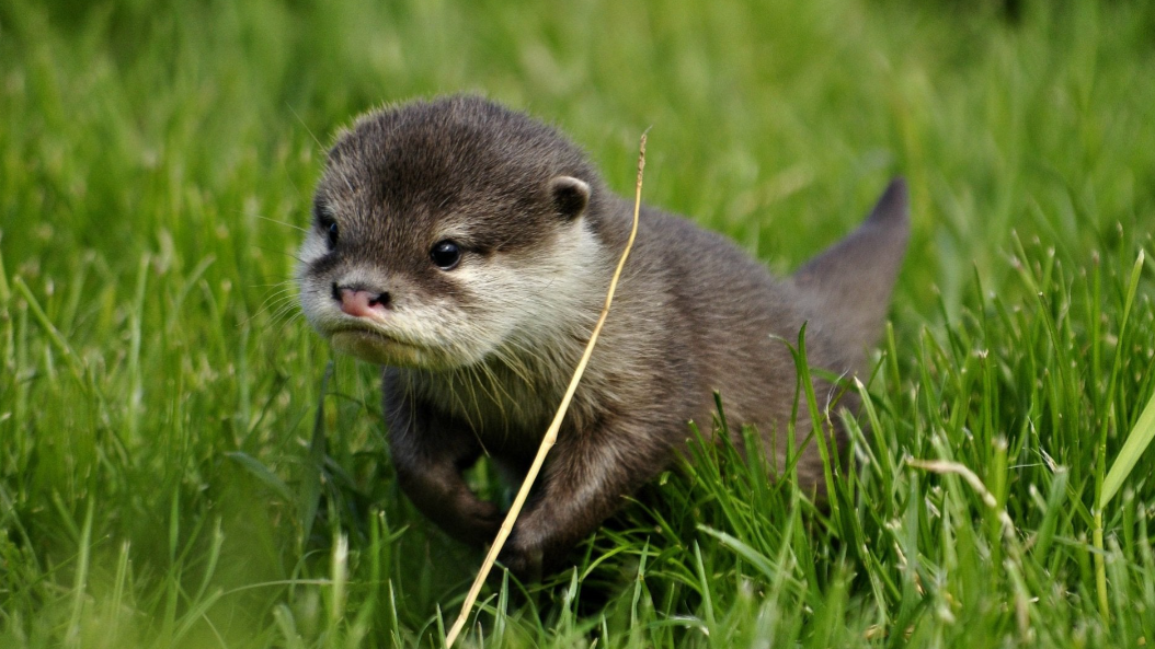 Otter Blank Meme Template