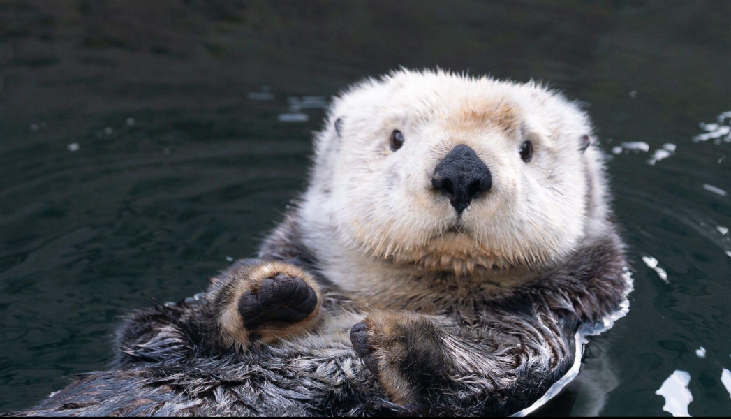 Otter Blank Meme Template