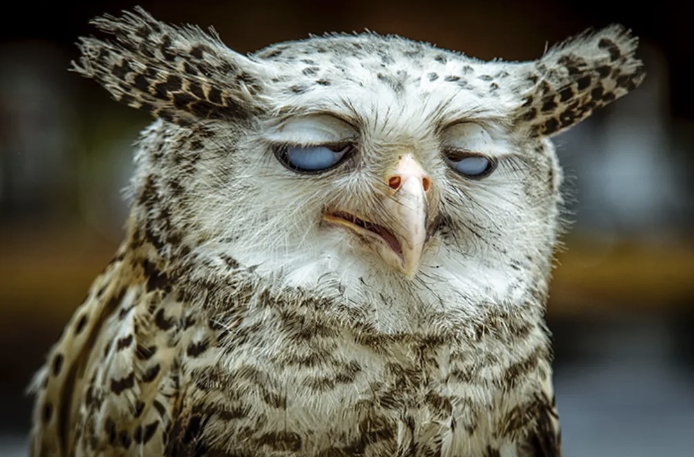 Owlgasm Blank Meme Template