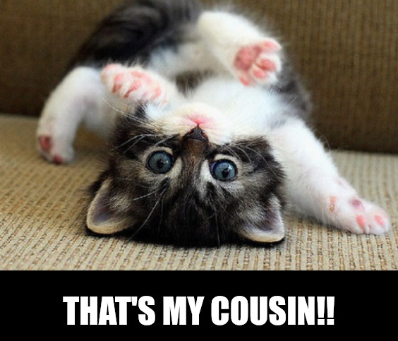 Kitten | THAT'S MY COUSIN!! | image tagged in kitten | made w/ Imgflip meme maker