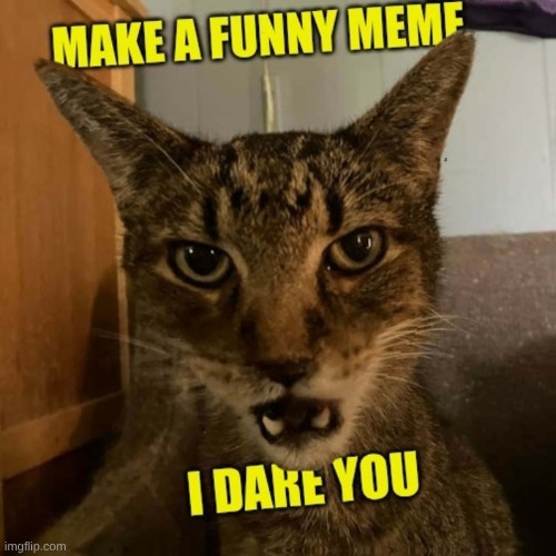 Can you make me laugh? | image tagged in only going to tell you once cat,laugh,laughing men in suits,meanwhile on imgflip,can you meme | made w/ Imgflip meme maker