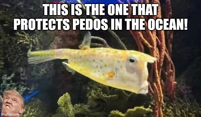 Protecting them everywhere | THIS IS THE ONE THAT PROTECTS PEDOS IN THE OCEAN! | image tagged in donald trump,trump,maga,jeffrey epstein,epstein,nevertrump | made w/ Imgflip meme maker