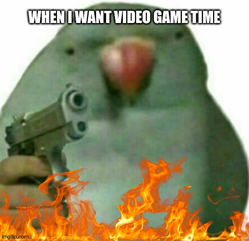 birb with gun | WHEN I WANT VIDEO GAME TIME | image tagged in birb with gun | made w/ Imgflip meme maker