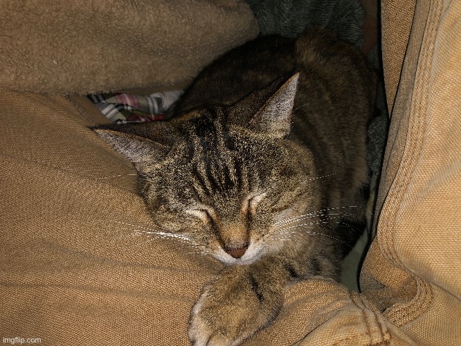 My cat fell asleep between my legs | made w/ Imgflip meme maker