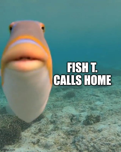 F.T. must go home | FISH T. CALLS HOME | image tagged in staring fish,steven spielberg,memes,what the fish,et,extraterrestrial | made w/ Imgflip meme maker