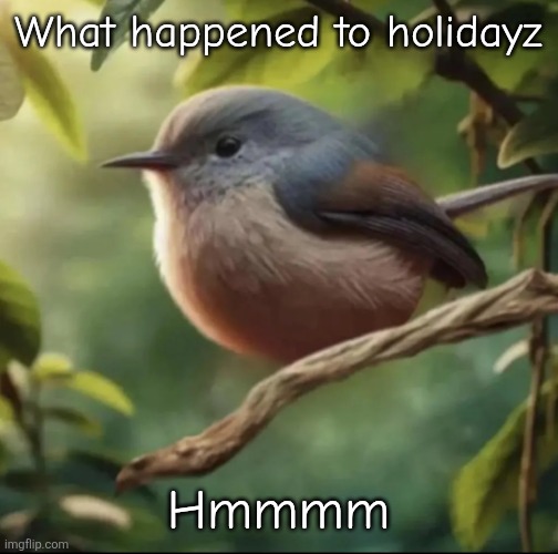 Where is he | What happened to holidayz; Hmmmm | image tagged in no balls | made w/ Imgflip meme maker