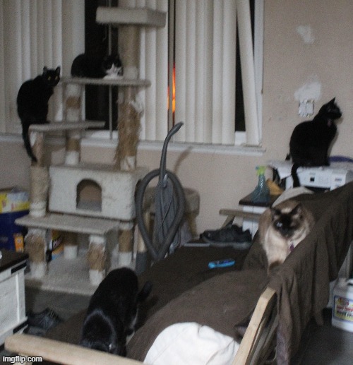 5/6 cats; pingy is hiding </3 | made w/ Imgflip meme maker