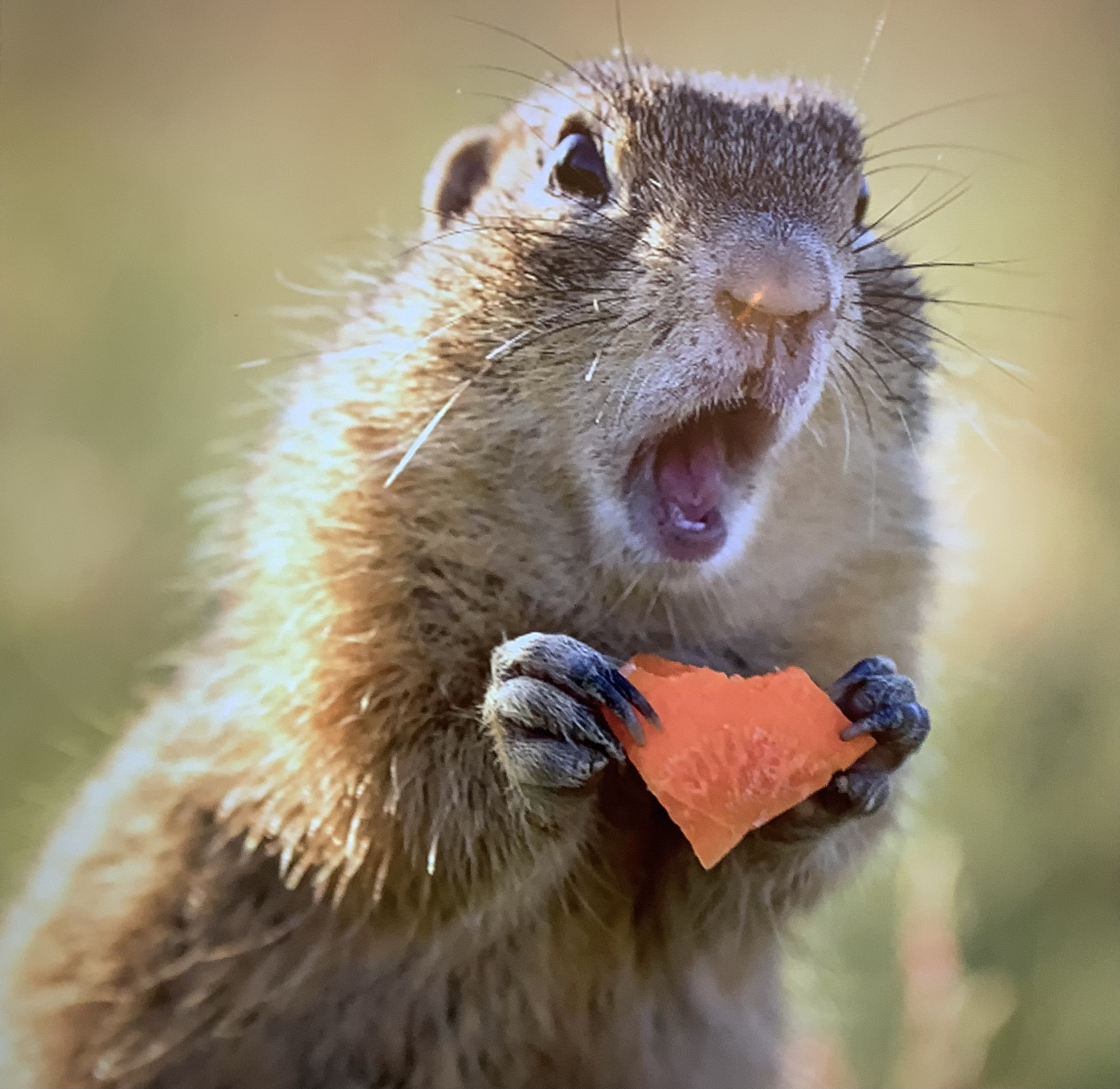 HELLO Blank Meme Template