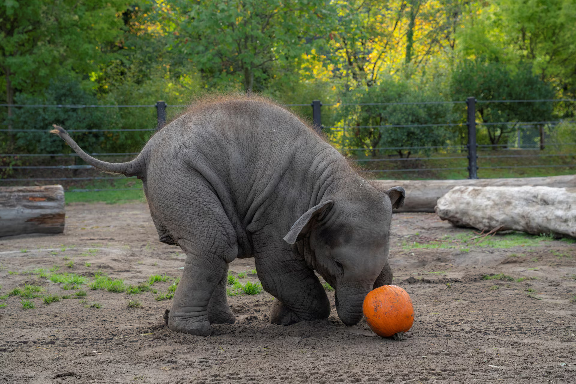 elephant pumpkin Blank Meme Template