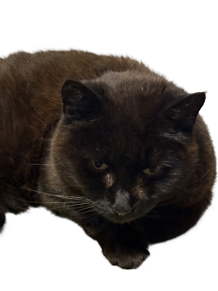 Mirris from Falkenberg Blank Meme Template