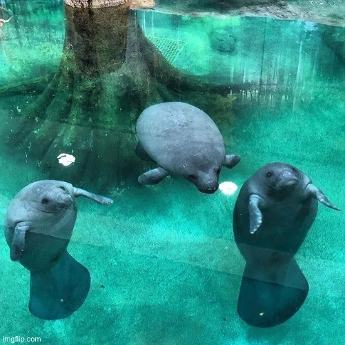 man-a-three wunks | image tagged in we should post more,wunkus,memes,shitpost,funny animals,manatee | made w/ Imgflip meme maker