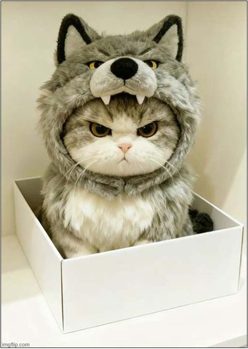 Unimpressed With Halloween Costume ! | image tagged in cats,kitten,unimpressed,halloween costume | made w/ Imgflip meme maker