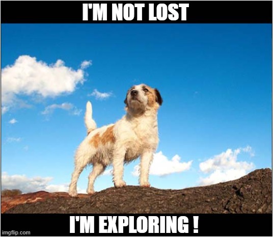 There's A Whole New World Out There ! | I'M NOT LOST; I'M EXPLORING ! | image tagged in dogs,jack russell,exploring | made w/ Imgflip meme maker