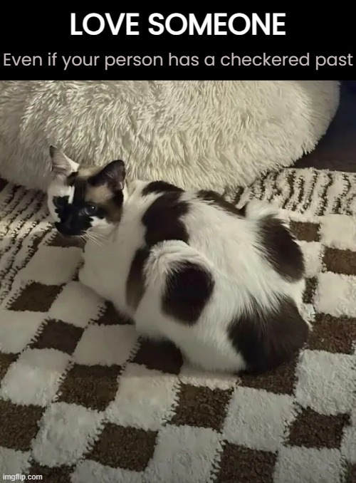 Words to live by... | LOVE SOMEONE; Even if your person has a checkered past | image tagged in funny memes,funny cat memes,love | made w/ Imgflip meme maker