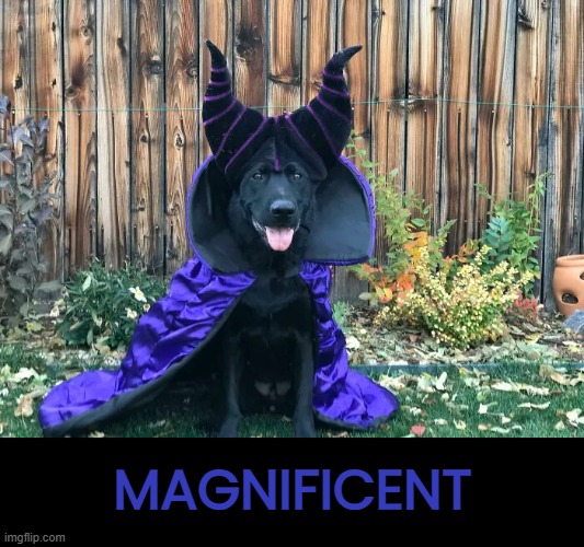 MAGNIFICENT | made w/ Imgflip meme maker